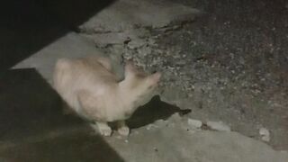 bad cat 3