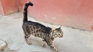 Super Cute Tabby Cat.