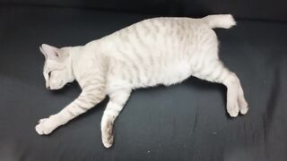 sleepy cat 4