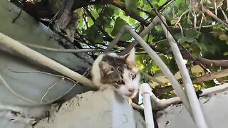 Even the slightest touch is enough to drive the Angry White Cat Crazy.