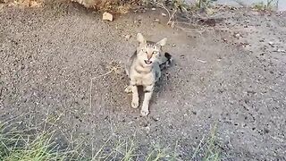 You'd think this stray cat has a V8 Engine inside from the way it Purrs.