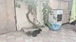 Other cats don't dare to enter my garden for fear of the Angry White Cat.