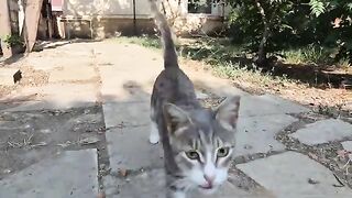 Hungry and skinny cat puts its paws on my knee and begs for food.