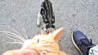 Jealous orange cat mad at kitten for taking my lap first.