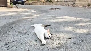 Is This Street Cat Even Real? Pure Cuteness That Will Melt Your Heart.