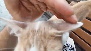 Orange kitten wants to be friends with me.