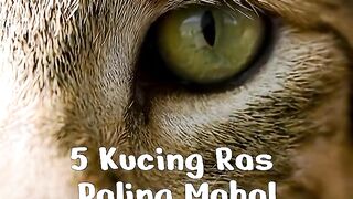 5 Kucing Ras Paling Mahal di Dunia