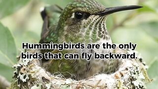 Why Hummingbirds Are Nature's Ultimate Helicopters (Did You Know?)
