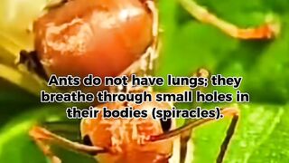 How Do Ants Breathe Without Lungs? 🐜 (Fascinating Insect Biology)