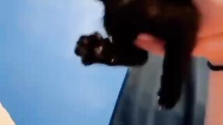 Moment drôle avec des chats
