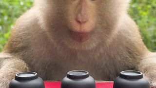 monkey show megic funny