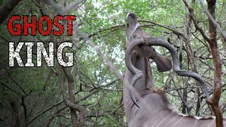 The Kudu: The Ghost Antelope That Vanishes in Plain Sight