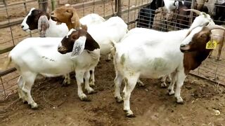 Silly Goat Buns