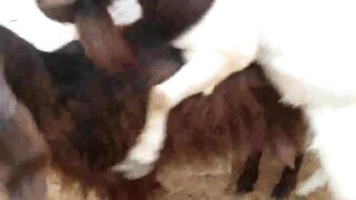 Unstoppable Goat Power