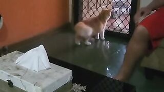 Funny cat 405