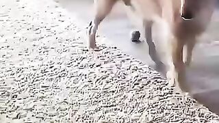 So beautiful video cute cat 😺😺🤩