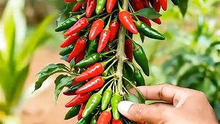 How to grow chili peppers for a plentiful harvest*