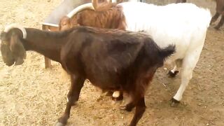 Naughty Goat Habit