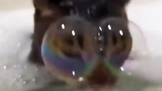 Mystère des chats