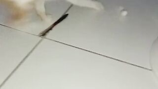 my very, very clever cat