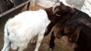 Goat Mud Bath