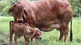 vaca andorinha