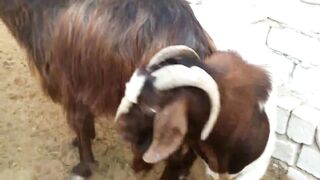 Farm Boss Goat