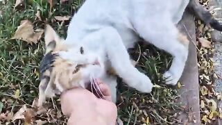 Crazy cat takes big Bites out of my hand.