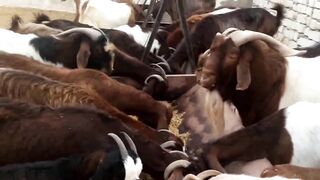 Village Goat Prank