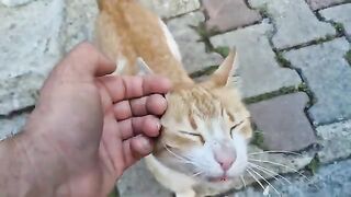 The ginger cat is both aggressive and incredibly cute.