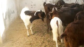 Rustic Goat Drama
