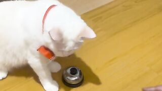 Can a clever cat count?