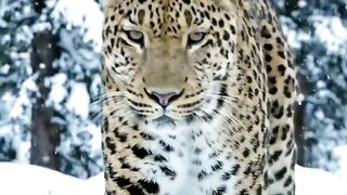 3 harimau