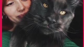 VEJÁ GATO PARECE UMA PANTERA NEGRA