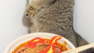 cat cute 13