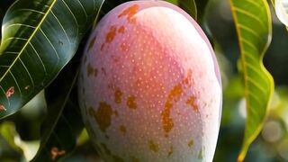 🥭 Découvrez les merveilleux bienfaits de la mangue