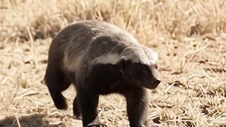 About Honey Badgers