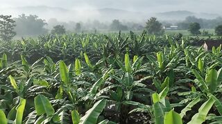 banana tree