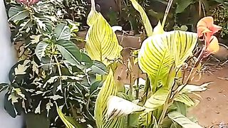 Fleurs Matinale