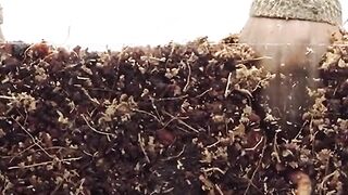 Real Oak Tree Growth Timelapse 🌳 | From Tiny Acorn to Mighty Oak