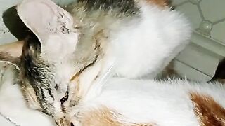 I don't know what my cat is smelling on its sibling's body