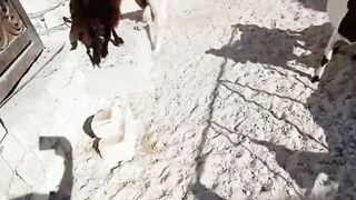 Goat Spin Move
