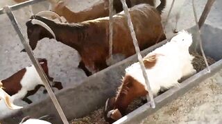 Goat Slide Fail