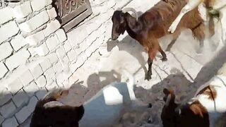 Baby Goat Zoomies