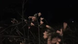 butterfly musik
