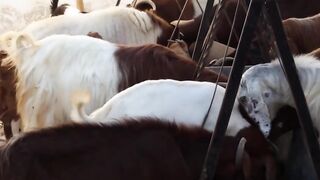 Baby Goat Dance