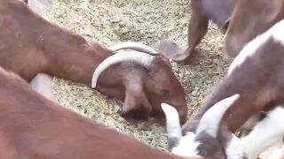 Baby Goat Tantrum