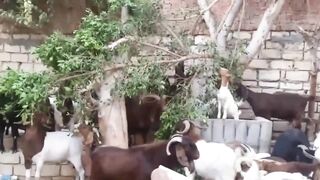 Tiny Goat Leap
