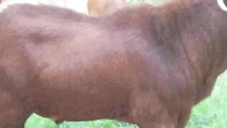 Baby Goat Milk