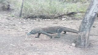 Komodo Dragon 4